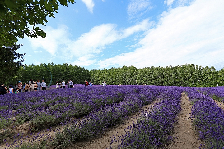 [6D+Osmo Pocket] 夏日北海道自由行Part 3--富良野 田園咖哩飯/富田農場/哈密瓜工房/KUMAGERA