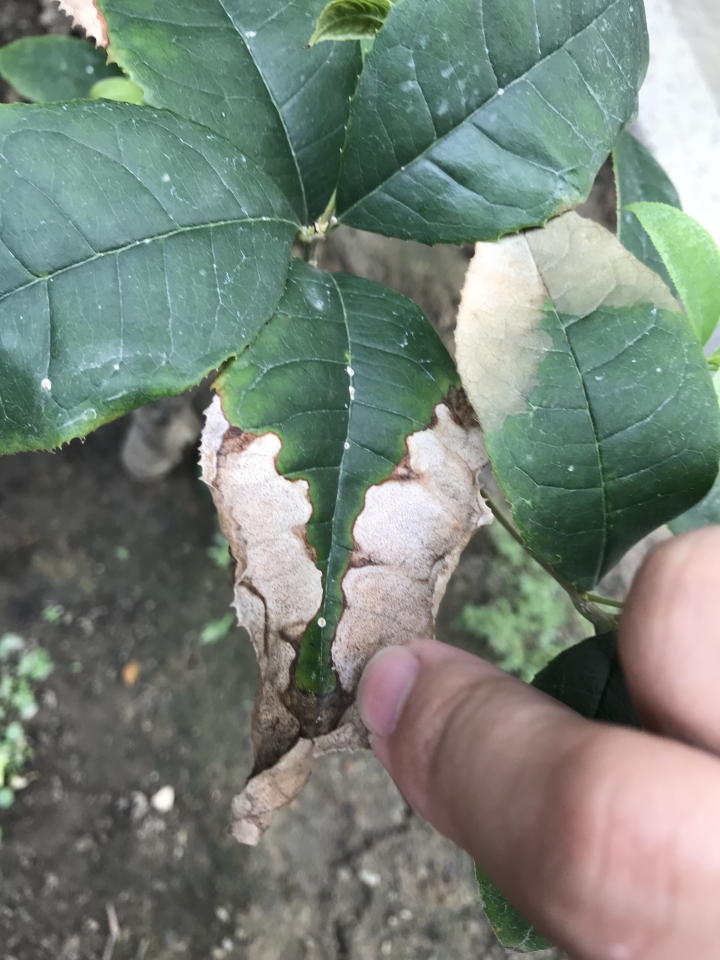 請看看我的桂花與茶花怎麼了？