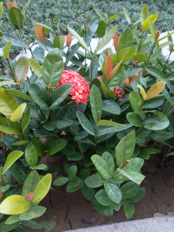 植物名稱