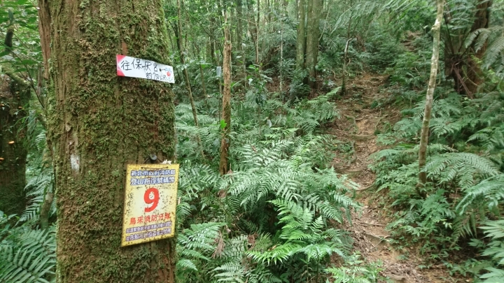 [樂山童盟] [新北烏來] 拔刀爾山步道（保慶宮-拔刀爾山-高腰山-美鹿山)