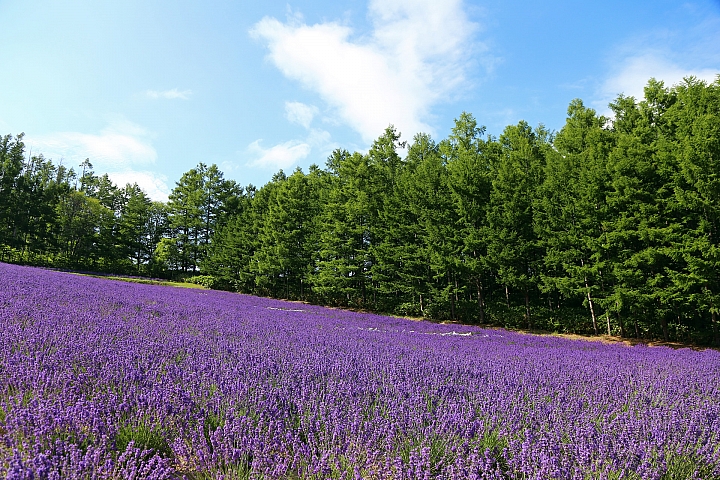 [6D+Osmo Pocket] 夏日北海道自由行Part 3--富良野 田園咖哩飯/富田農場/哈密瓜工房/KUMAGERA