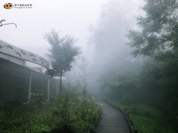 雪霸健行、觀霧步道、巨木步道|登山者最愛的中部路線