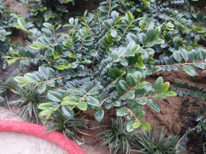 植物名稱