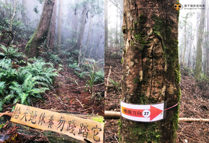 雪霸健行、觀霧步道、巨木步道|登山者最愛的中部路線