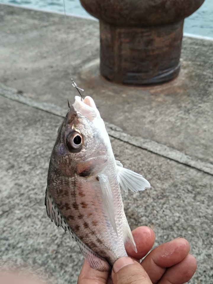 請問一下漁港釣到的魚