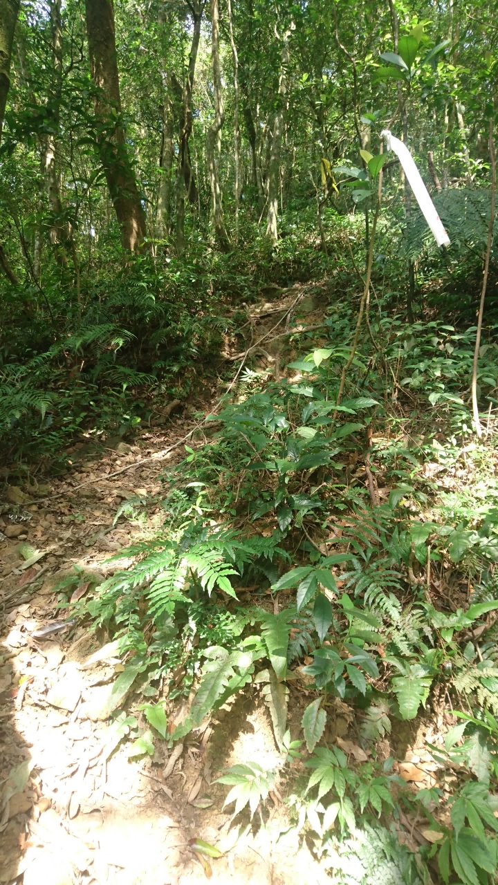 [樂山童盟] [新北烏來] 拔刀爾山步道（保慶宮-拔刀爾山-高腰山-美鹿山)