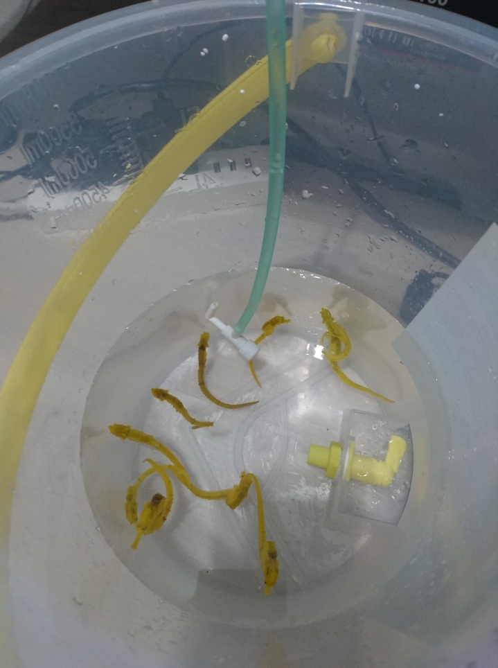 〔水族開箱〕輕鬆養魚缸(智慧排汙魚缸)---海馬飼養篇