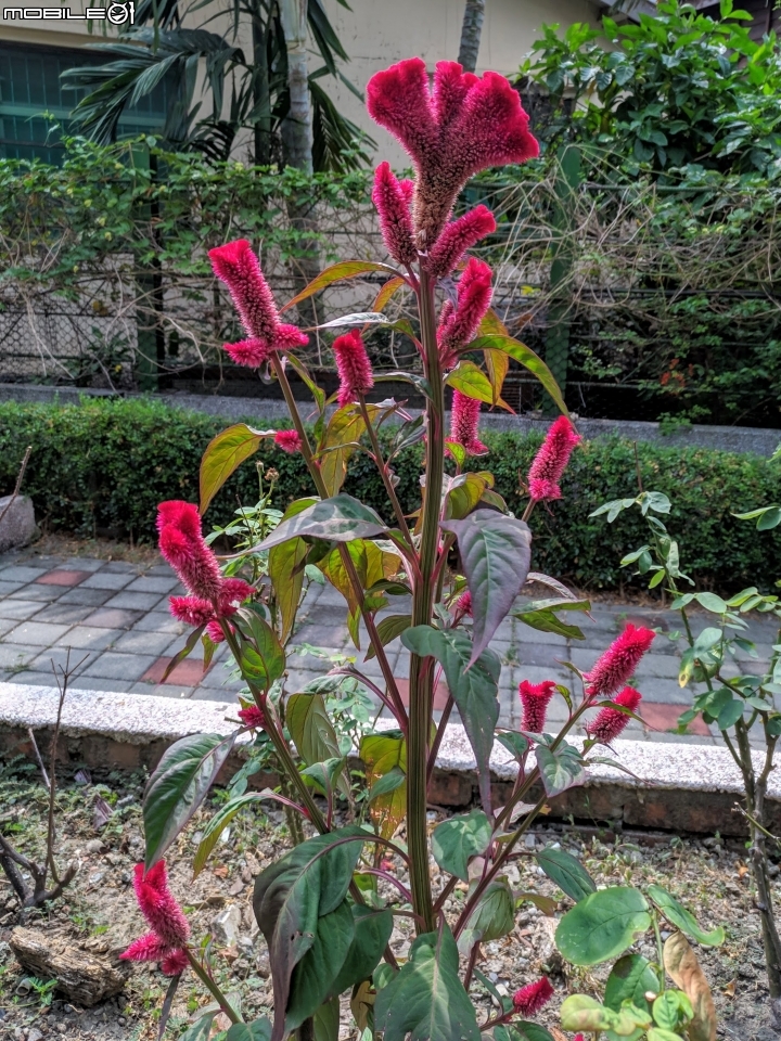 百香果+雞冠花 台南市鹽水區觀光美食城 10/11