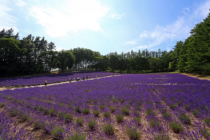 [6D+Osmo Pocket] 夏日北海道自由行Part 3--富良野 田園咖哩飯/富田農場/哈密瓜工房/KUMAGERA