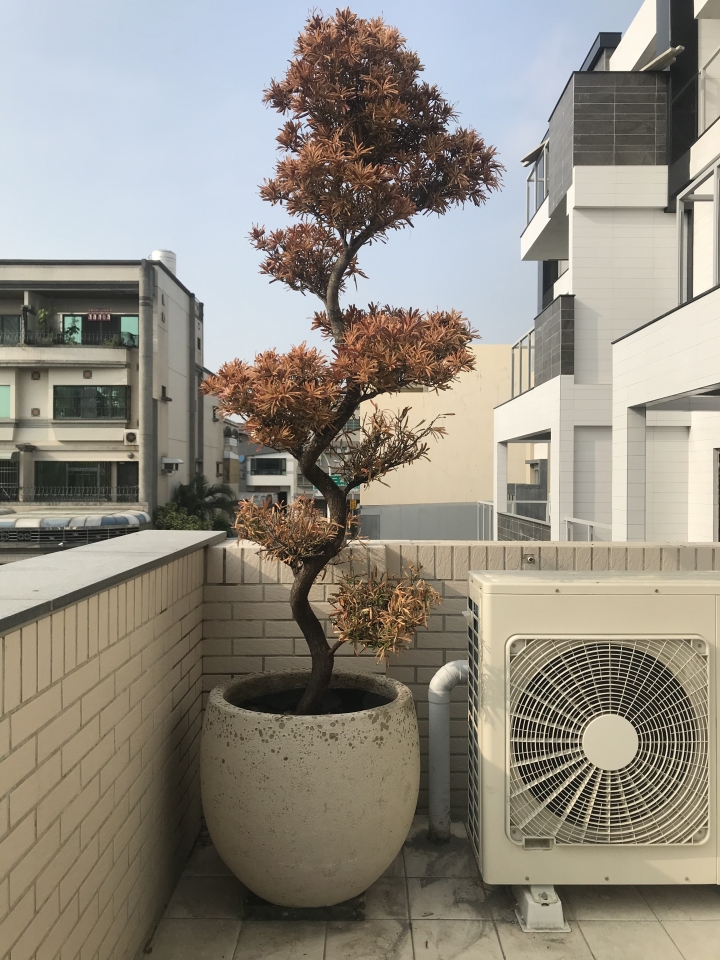 羅漢松整棵枯萎
