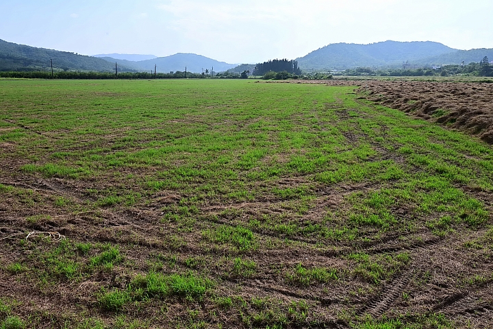點我看大圖 Z7國慶鳥灰面鷲10月9日開始大量過境滿洲鄉里德村