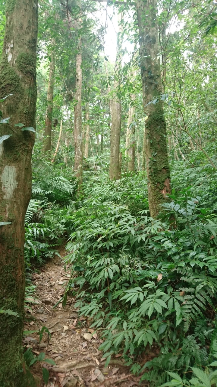 [樂山童盟] [新北烏來] 拔刀爾山步道（保慶宮-拔刀爾山-高腰山-美鹿山)