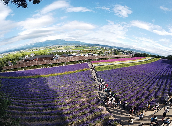 [6D+Osmo Pocket] 夏日北海道自由行Part 3--富良野 田園咖哩飯/富田農場/哈密瓜工房/KUMAGERA