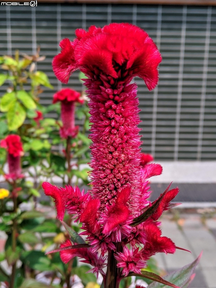 百香果+雞冠花 台南市鹽水區觀光美食城 10/11