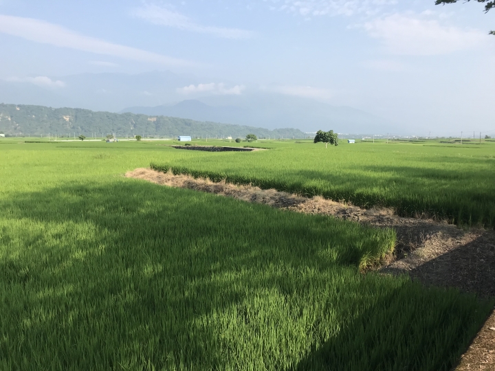 在美麗的稻田中...