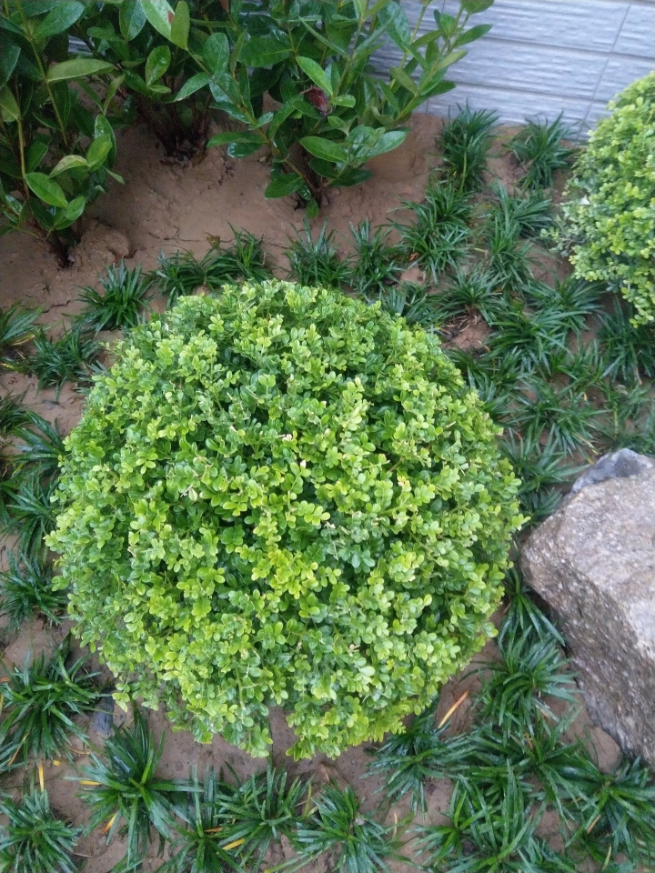 植物名稱
