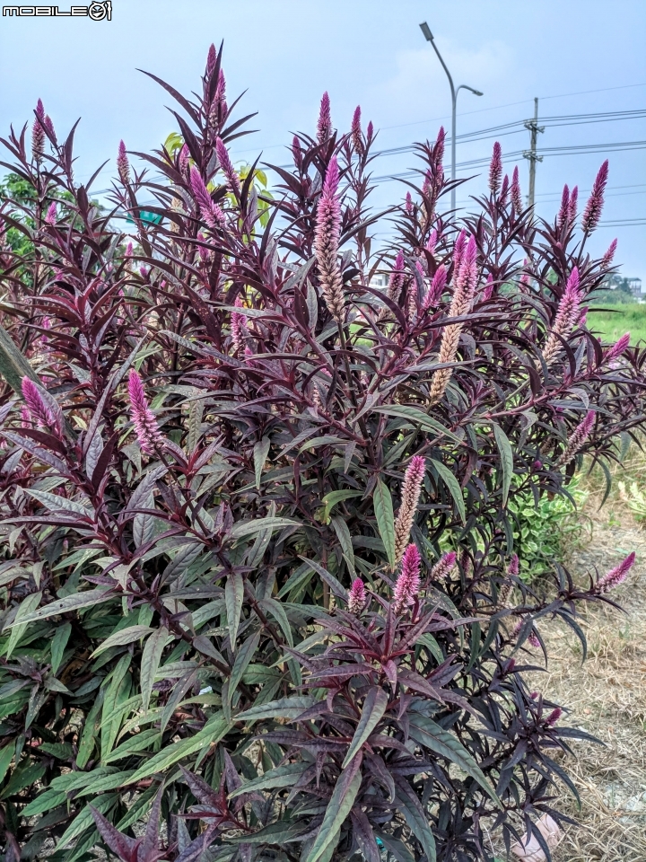 狗尾草(通天草)+青葙 台南市西港區曾文溪畔 10/05