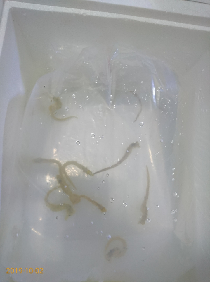 〔水族開箱〕輕鬆養魚缸(智慧排汙魚缸)---海馬飼養篇