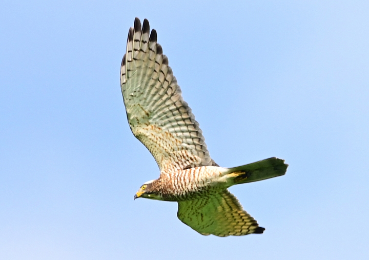 點我看大圖 Z7國慶鳥灰面鷲10月9日開始大量過境滿洲鄉里德村
