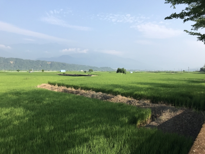 在美麗的稻田中...