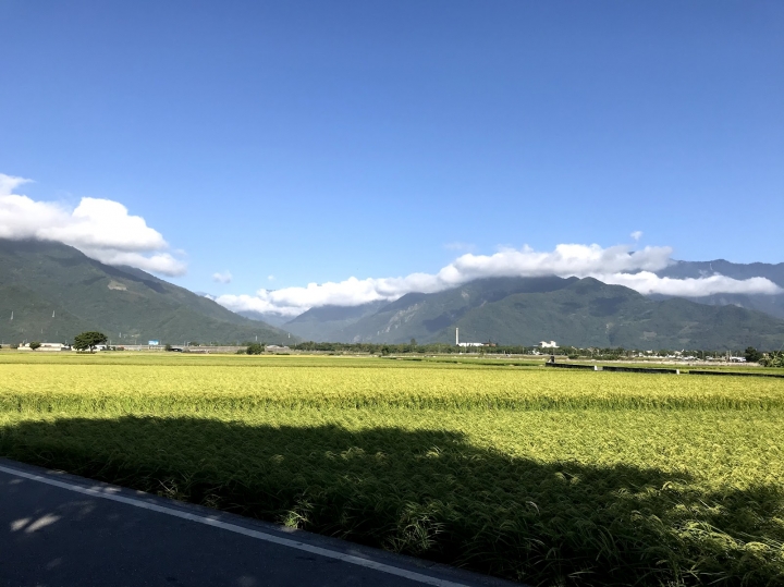 在美麗的稻田中...