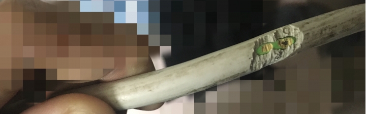 老鼠咬到電線這樣