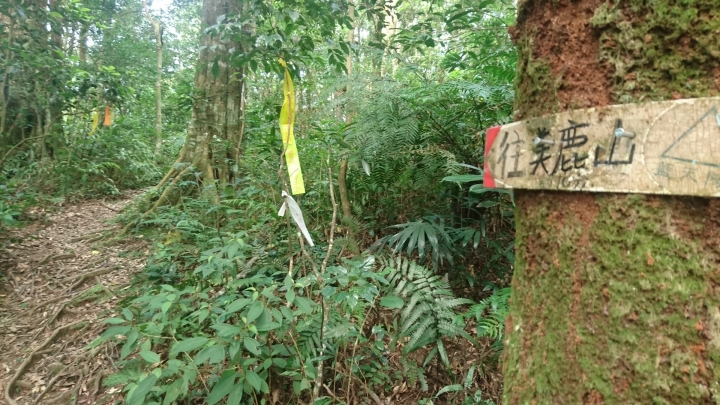 [樂山童盟] [新北烏來] 拔刀爾山步道（保慶宮-拔刀爾山-高腰山-美鹿山)