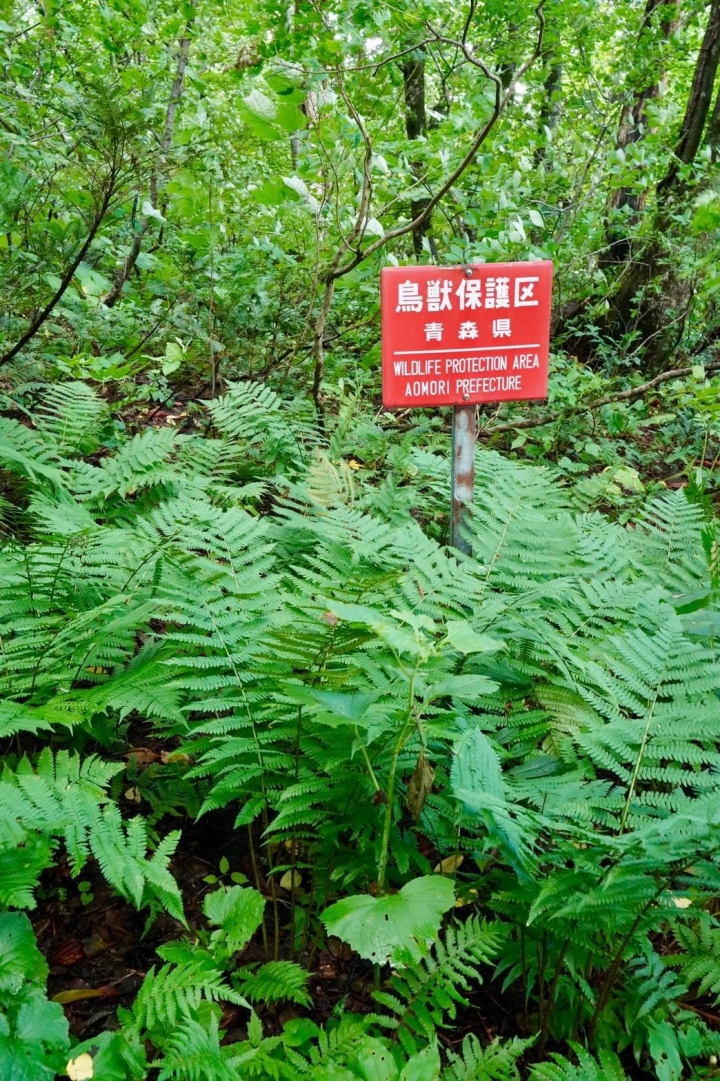 跟團上順旅遊心得-日本東北行（圖多
