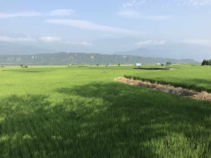 在美麗的稻田中...
