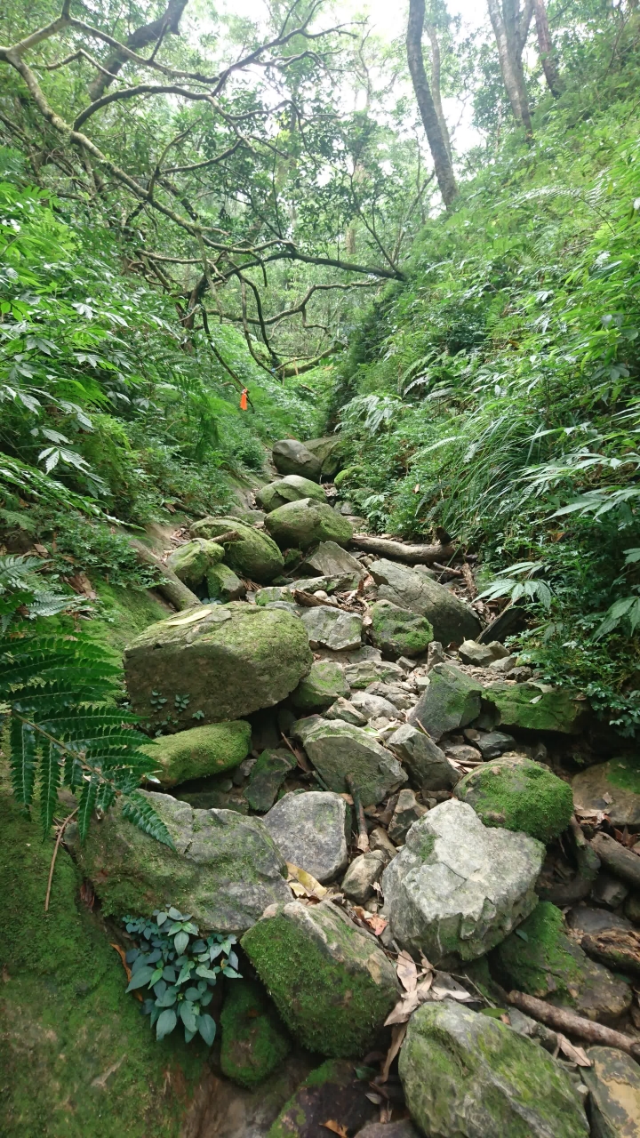 [樂山童盟] [新北烏來] 拔刀爾山步道（保慶宮-拔刀爾山-高腰山-美鹿山)