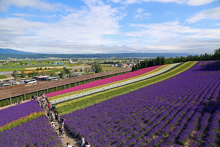 [6D+Osmo Pocket] 夏日北海道自由行Part 3--富良野 田園咖哩飯/富田農場/哈密瓜工房/KUMAGERA