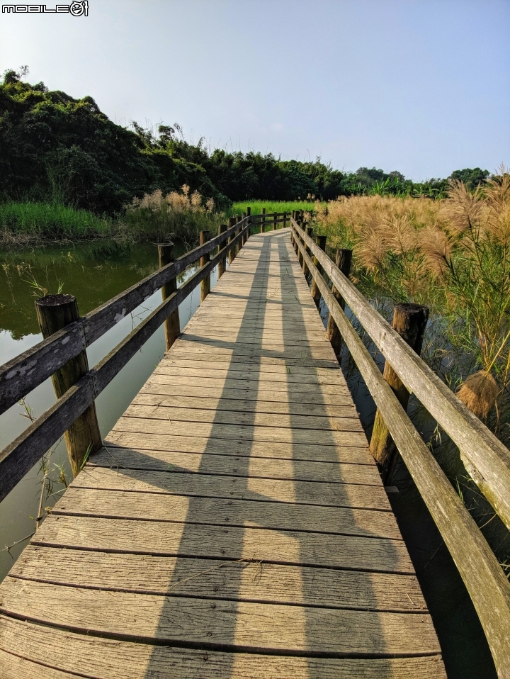 穗花棋盤腳 台南市關廟區大潭埤旺萊公園 10/16
