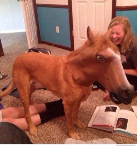 可愛動物圖分享