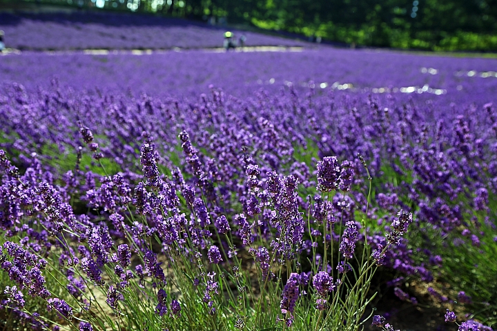 [6D+Osmo Pocket] 夏日北海道自由行Part 3--富良野 田園咖哩飯/富田農場/哈密瓜工房/KUMAGERA