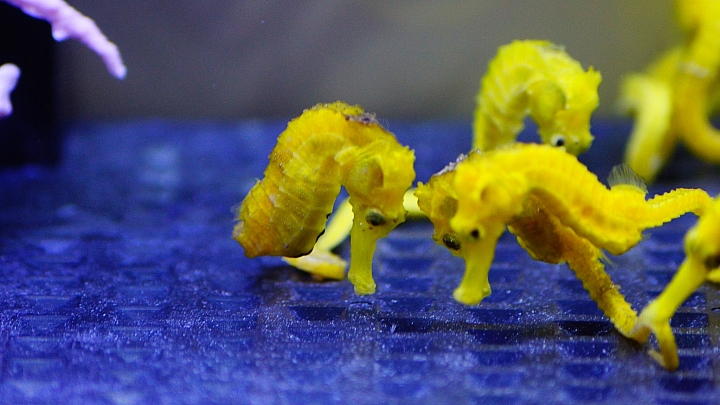 〔水族開箱〕輕鬆養魚缸(智慧排汙魚缸)---海馬飼養篇