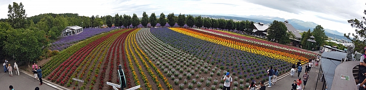 [6D+Osmo Pocket] 夏日北海道自由行Part 3--富良野 田園咖哩飯/富田農場/哈密瓜工房/KUMAGERA