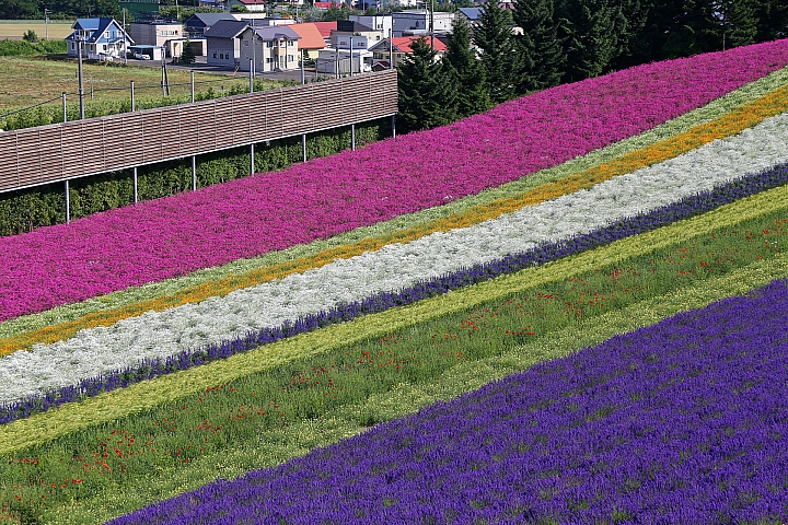 [6D+Osmo Pocket] 夏日北海道自由行Part 3--富良野 田園咖哩飯/富田農場/哈密瓜工房/KUMAGERA