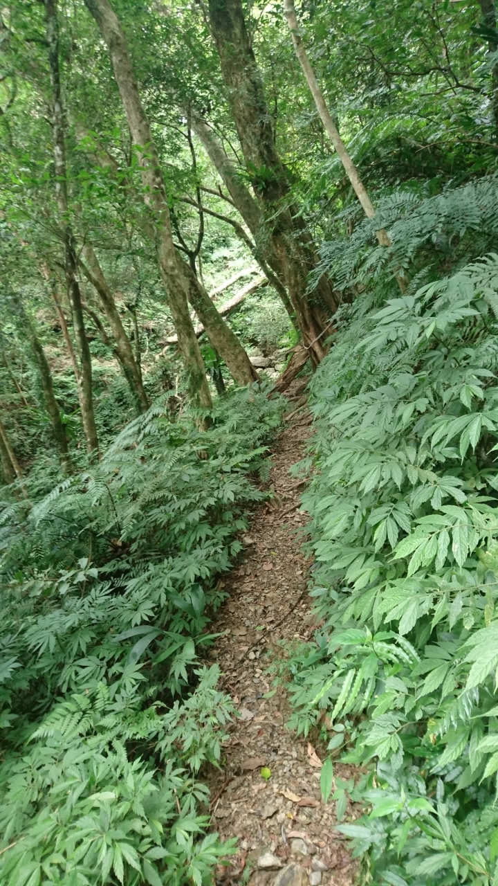 [樂山童盟] [新北烏來] 拔刀爾山步道（保慶宮-拔刀爾山-高腰山-美鹿山)