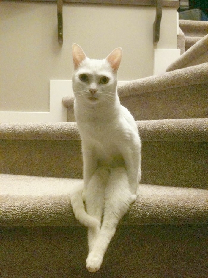 可愛動物圖分享