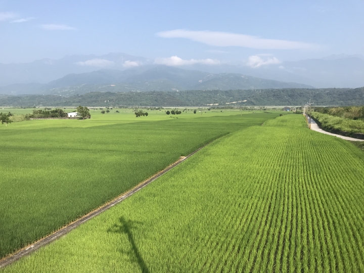 在美麗的稻田中...
