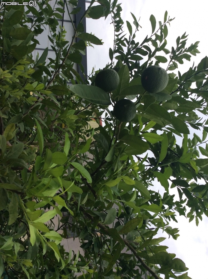 請問這是檸檬嗎？葉子與果肉都是檸檬味，但外表不像