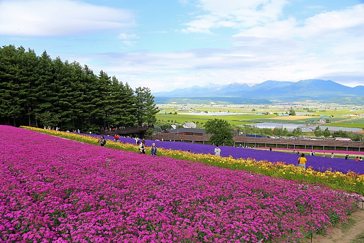 [6D+Osmo Pocket] 夏日北海道自由行Part 3--富良野 田園咖哩飯/富田農場/哈密瓜工房/KUMAGERA