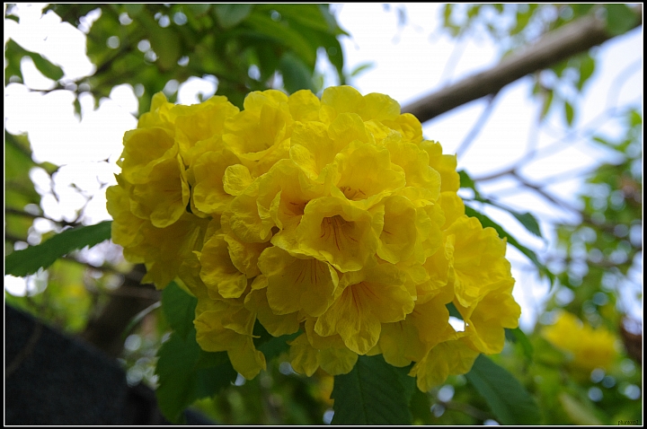 黃鐘花