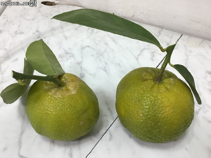 請問這是檸檬嗎？葉子與果肉都是檸檬味，但外表不像