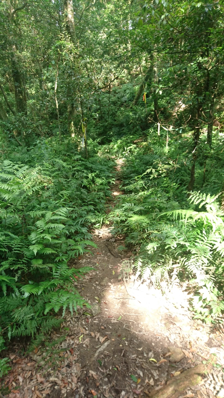 [樂山童盟] [新北烏來] 拔刀爾山步道（保慶宮-拔刀爾山-高腰山-美鹿山)