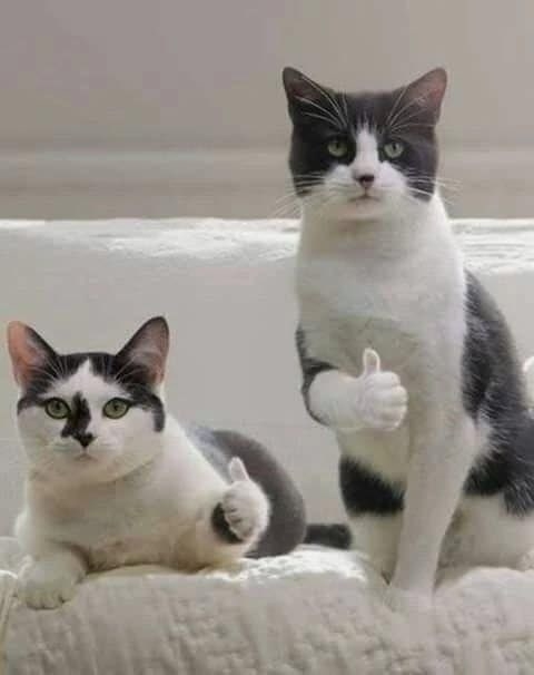 可愛動物圖分享