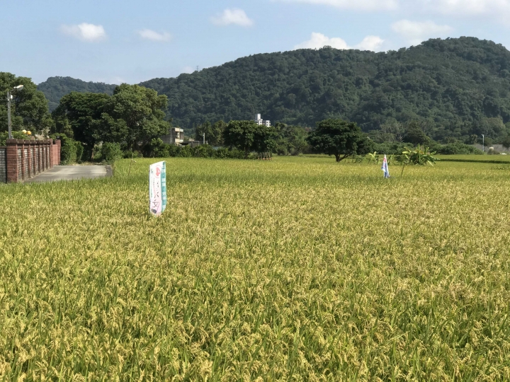 在美麗的稻田中...