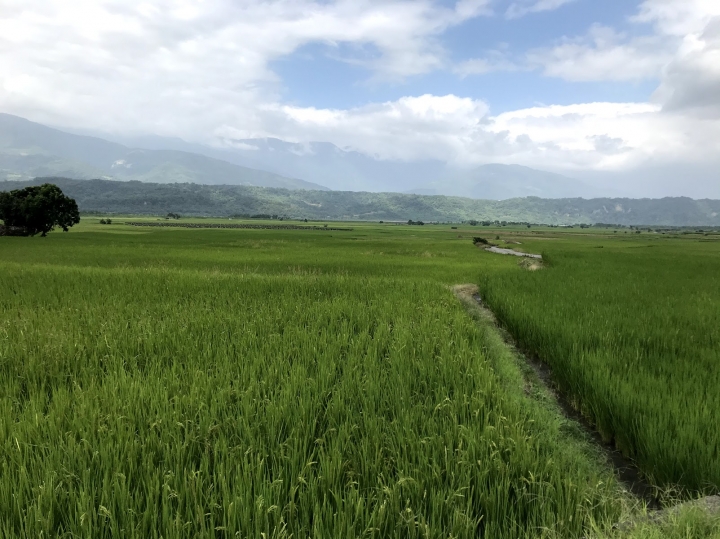 在美麗的稻田中...