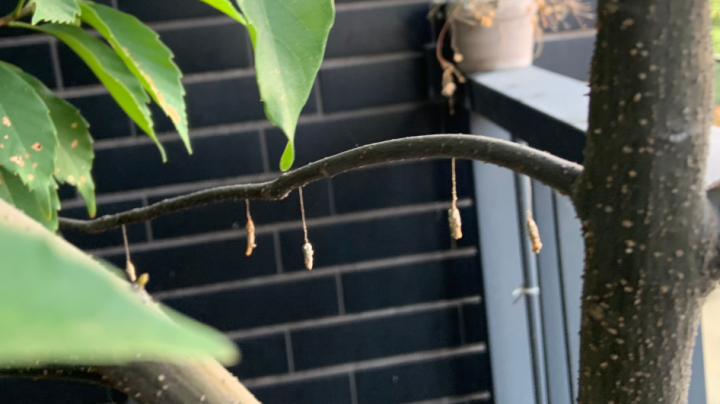請教樹枝上這些像蛹的東西是甚麼? (附圖)