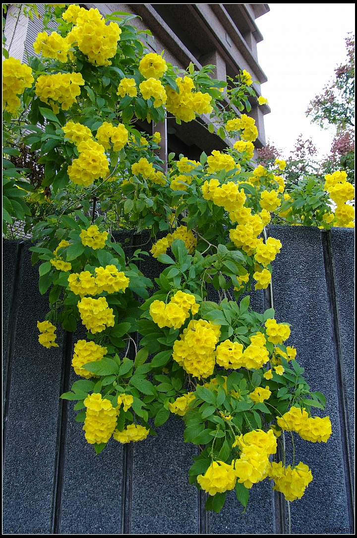 黃鐘花